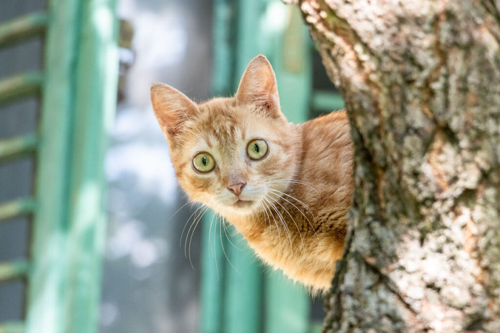 Katze #