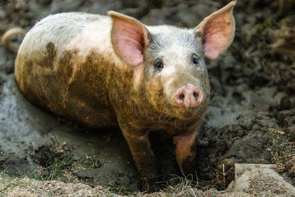 Schwein #