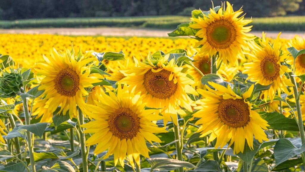 Sonnenblumen #-1