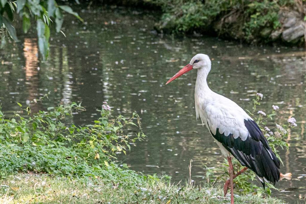 Storch #