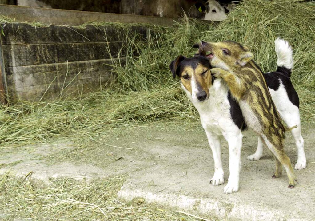 Tierfreundschaft #